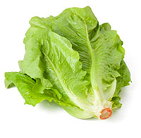 lechuga